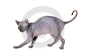Playful cat breed Don Sphynx on a white background