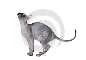 Playful cat breed Don Sphynx on a white background