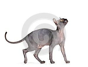 Playful cat breed Don Sphynx on a white background