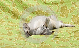 Playful cat on green background, funny cat, humorous photo of playing cat, domestic cat, funny cat in domestic background. Cat