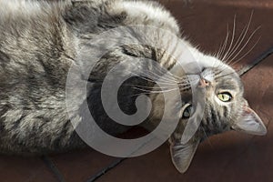 Playful cat grimacing lying on the floor