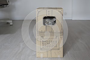 Playful cat hiding in a carton box