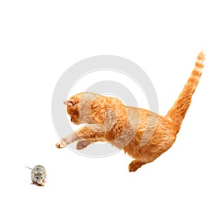 Playful cat hunts a mouse - isolated photo