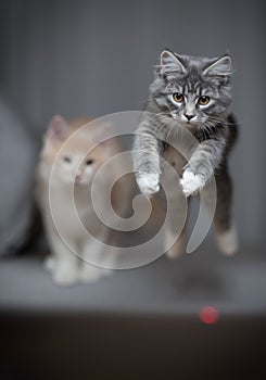 Playful cat jumping over couch