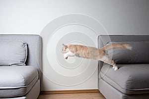 Playful cat jumping over sofa