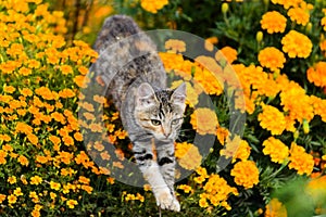 Playful cat jumping over yellow tagetes flowers