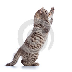Playful cat kitten sitting on hind legs and looking up. isolated on white background