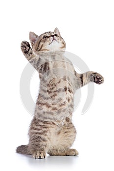 Playful cat kitten standing on hind legs isolated on white
