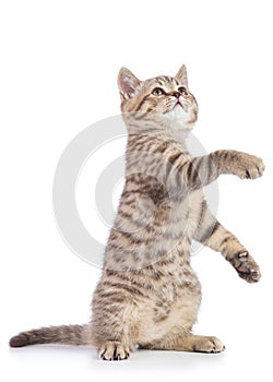 Playful cat kitten standing on its hind legs with paw up, isolated on white background photo