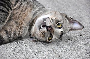 Playful Cat Lying on Ground