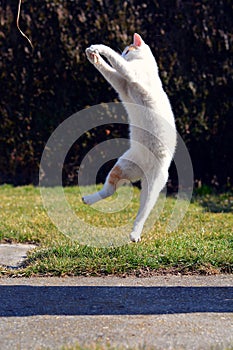 Playful cat playing and jumping