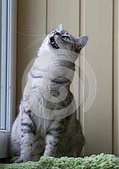 Playful cat. Portrait if playing cat looking up, grey funny kitten