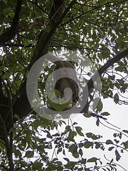 A cat climbing a tree from below