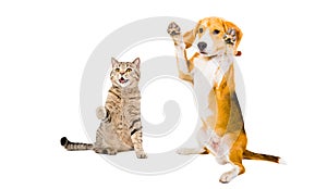 Playful cat Scottish Straight and Beagle dog