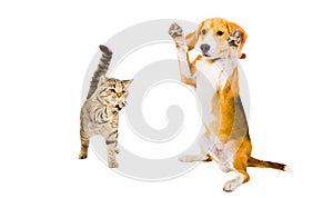 Playful cat Scottish Straight and Beagle dog standing together