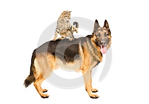 Playful cat Scottish Straight standing on German shepherd