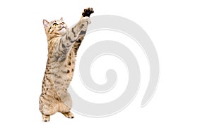 Playful cat Scottish Stright  with paws raised up photo