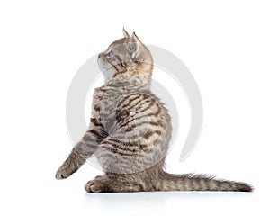 Playful cat sitting on hind legs and looking forward. Isolated on white background