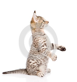 Playful cat sitting on hind legs and looking up. isolated on white background