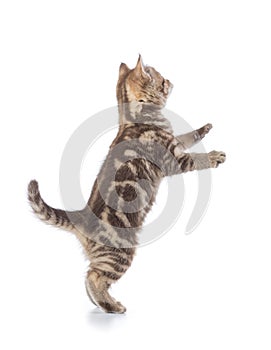 Playful cat standing on hind legs, isolated on white background