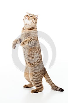 Playful cat is standing