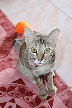 A playful cat staring the camera