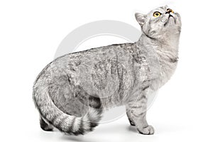 Playful cat walking and funny hunts isolated on white background. Scottish or British Shorthair grey tabby cat