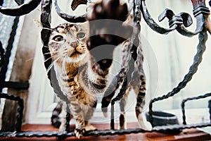 Playful cats on a beautiful vintage panes. photo