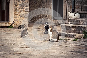 Playful cats waiting for food in old Europe city street in vintage style