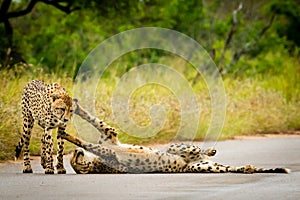 Playful Cheetah Brothers