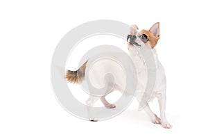 Playful Chihuahua