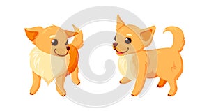 Playful chihuahua dogs. Chihuahua puppies with curly tails isolated in white background. Vector illustration