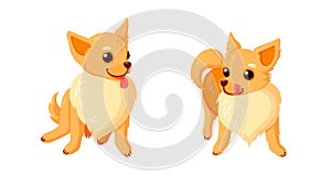 Playful chihuahua dogs with tongues. Sitting and standing chihuahua puppies with curly tails isolated in white