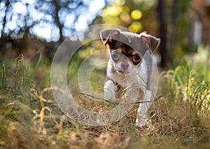 Playful Chihuahua Puppy in Golden Grass