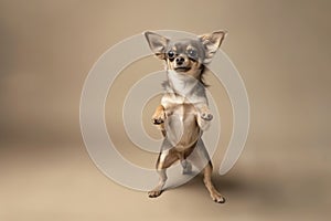 Playful Chihuahua Standing on Hind Legs