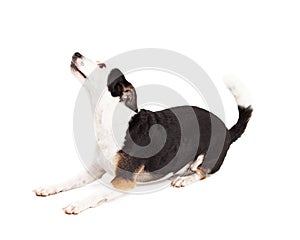 Playful Chihuahua and Terrier Mixed Breed Dog Laying