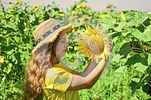 Playful child girl harvesting beautiful sunflowers at farm, gardening concept