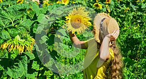 Playful child girl harvesting beautiful sunflowers at farm, pollen allergy