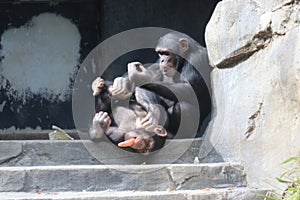 Playful Chimpanzees