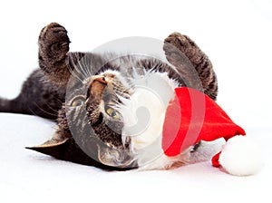 Playful Christmas Cat