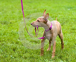 Playful Cirneco Dell'Etna, Sicilian Hound puppy photo