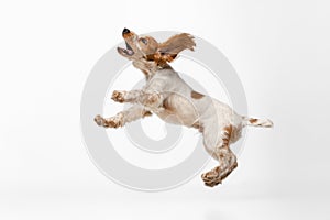Playful Cocker Spaniel dog jumping and catching toy isolated over white background