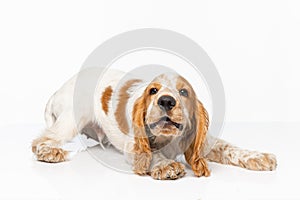 Playful Cocker Spaniel dog waging the tail and looking upward isolated over white background. photo