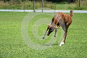 Playful Colt