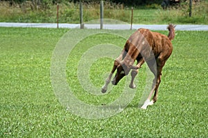 Playful Colt