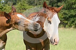 Playful Colts photo