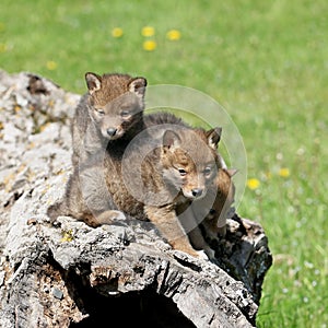 Playful coyote pups