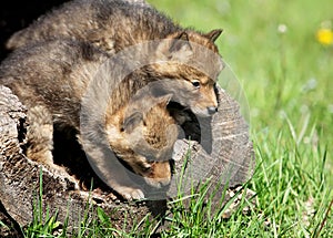 Playful coyote pups