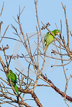 A playful Cuban Parakeet feeding on wild fruits
