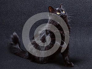 Playful and curious black cat on a dark background. Sitting and looking up with a raised paw